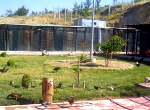 yozgat bakım ve rehabilitasyon merkezi hayvanat bahçesi 1
